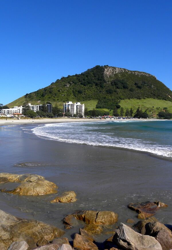 Mt Maunganui Wild Dolphin Swim